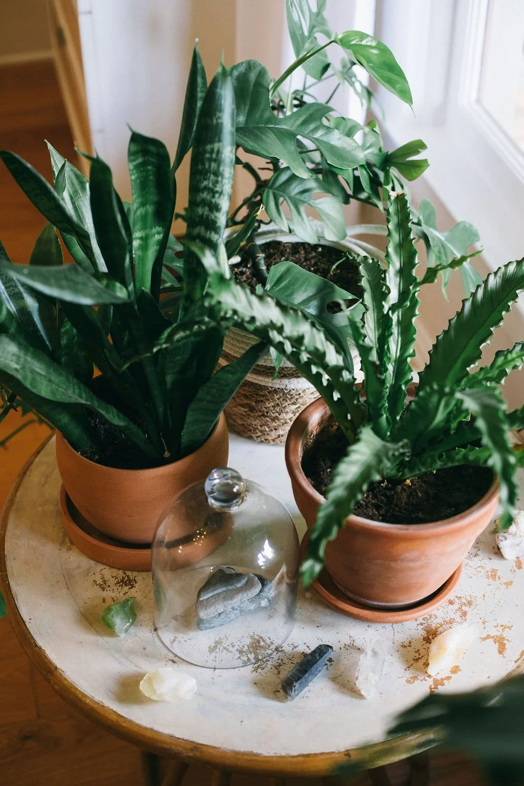 Three potted indoor plants styled on a round wooden table with decorative stones and a glass cloche, showcasing the natural, layered interior design aesthetic of McDermott Interiors in Portland, Oregon, serving the Portland Metro Area.