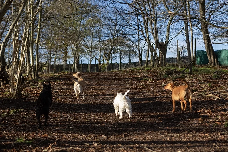 pack of dogs with doggie daycare walking through woods in winter