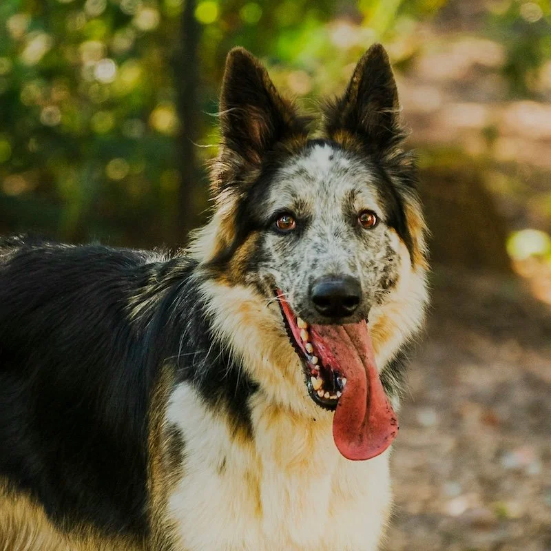 A happy dog with a speckled face and long tongue hanging out, standing outdoors on a dirt trail with trees in the background.