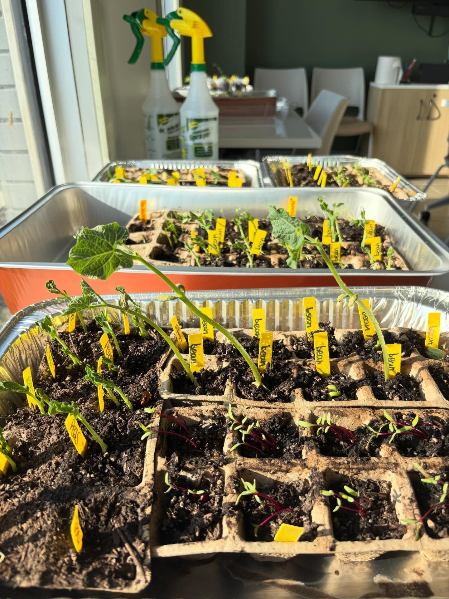 It might still feel like winter outside but inside the Youth Hub spring is in full swing 🌱

We had a blast at our Spring Party learning how to plant different kinds of seeds and care for them. Our seedlings are starting to take off and we can&rsquo;