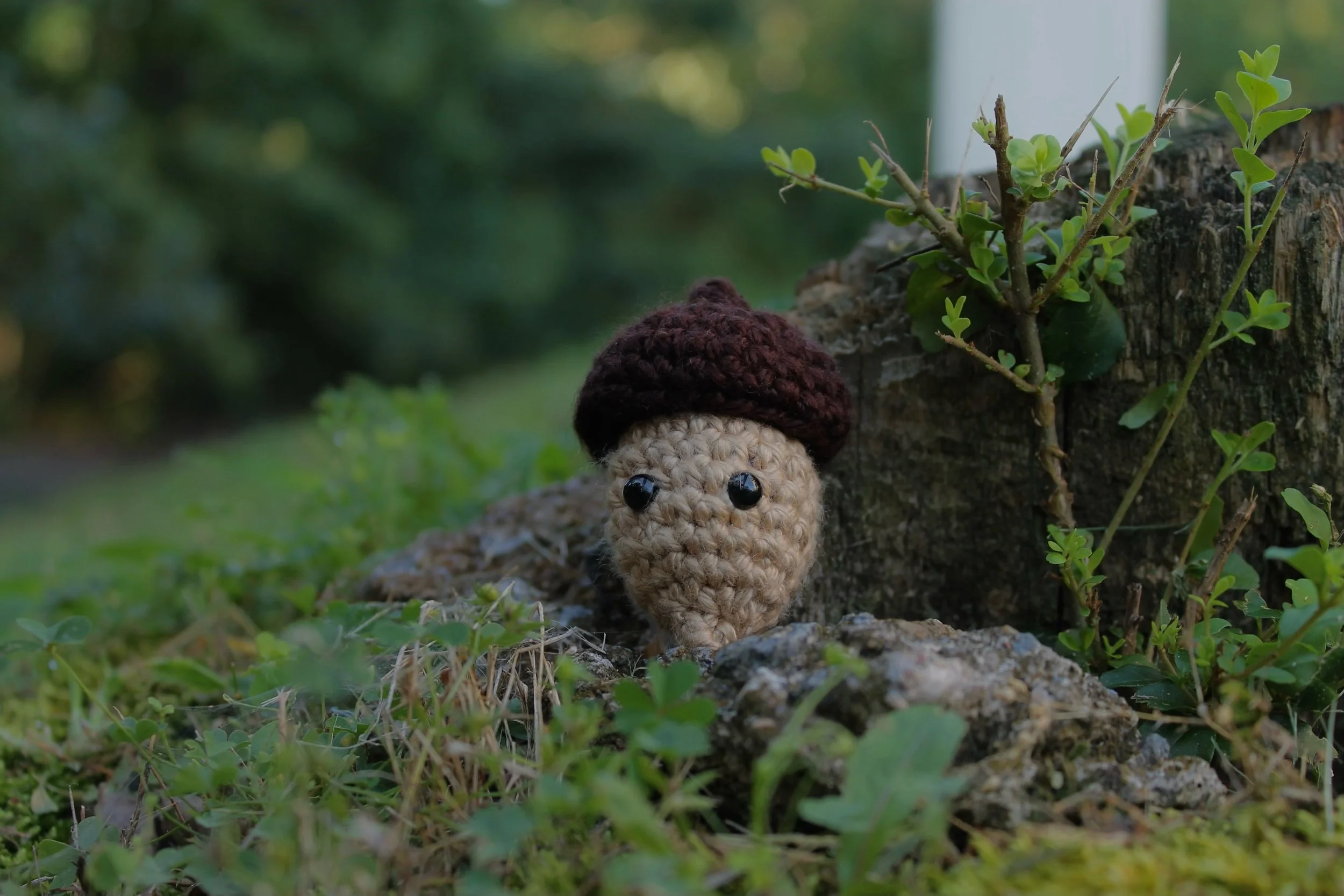 Acorn Fidget Pop