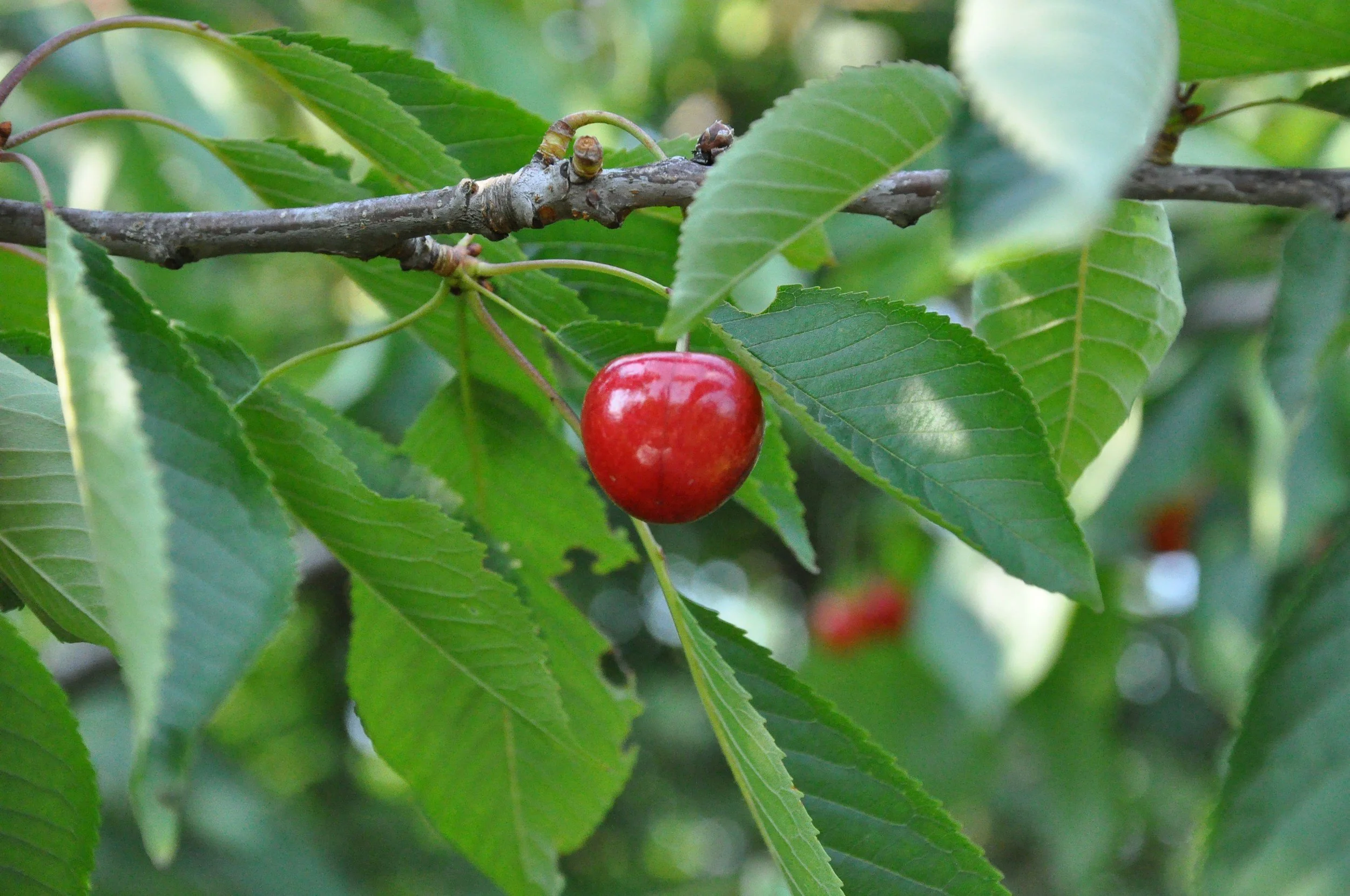 Hawthorn Berry for a Healthy Heart 