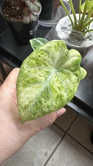 Alocasia Ninja Tricolor Pup