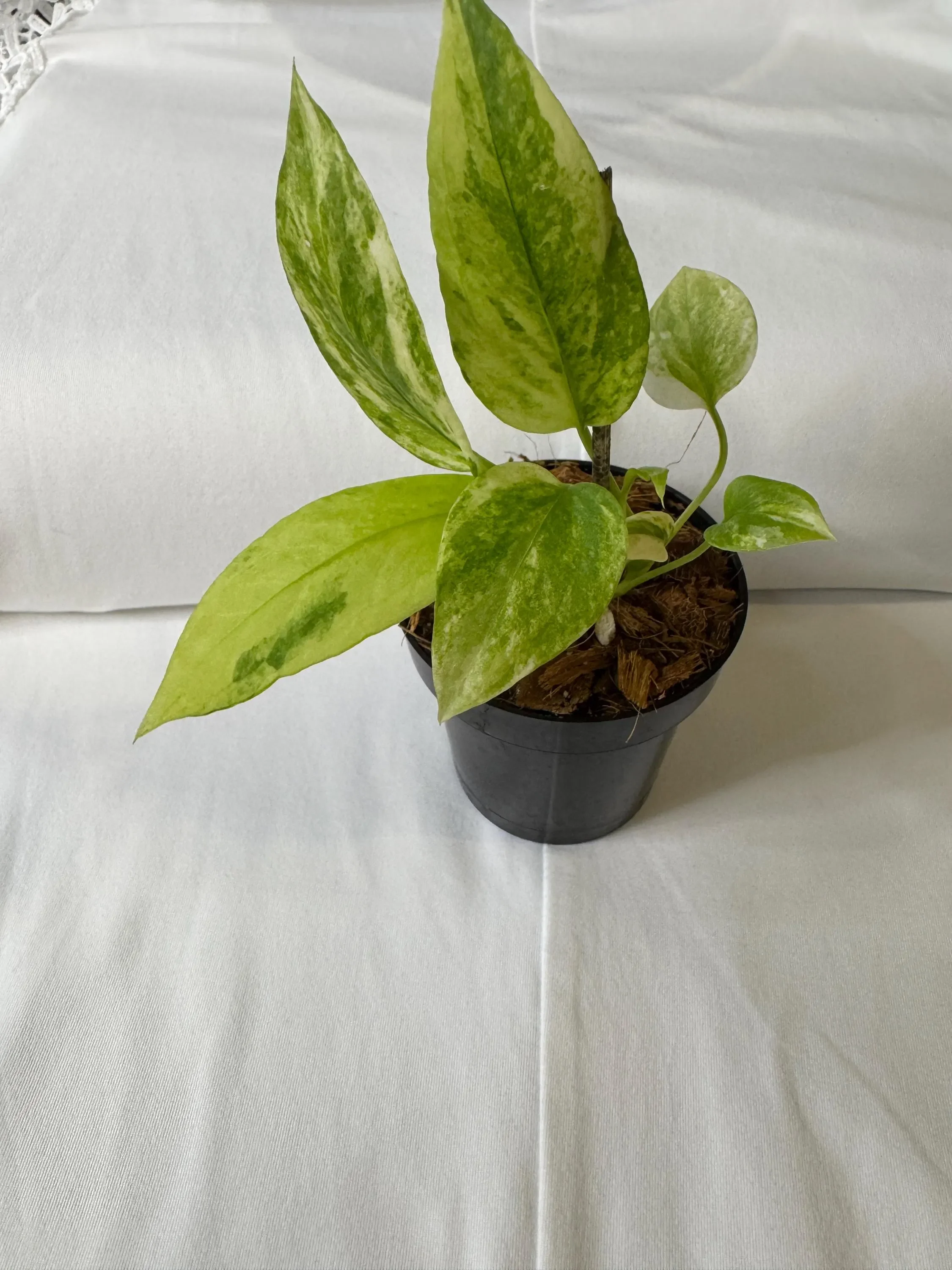 Anthurium Variegated Vittarifolium