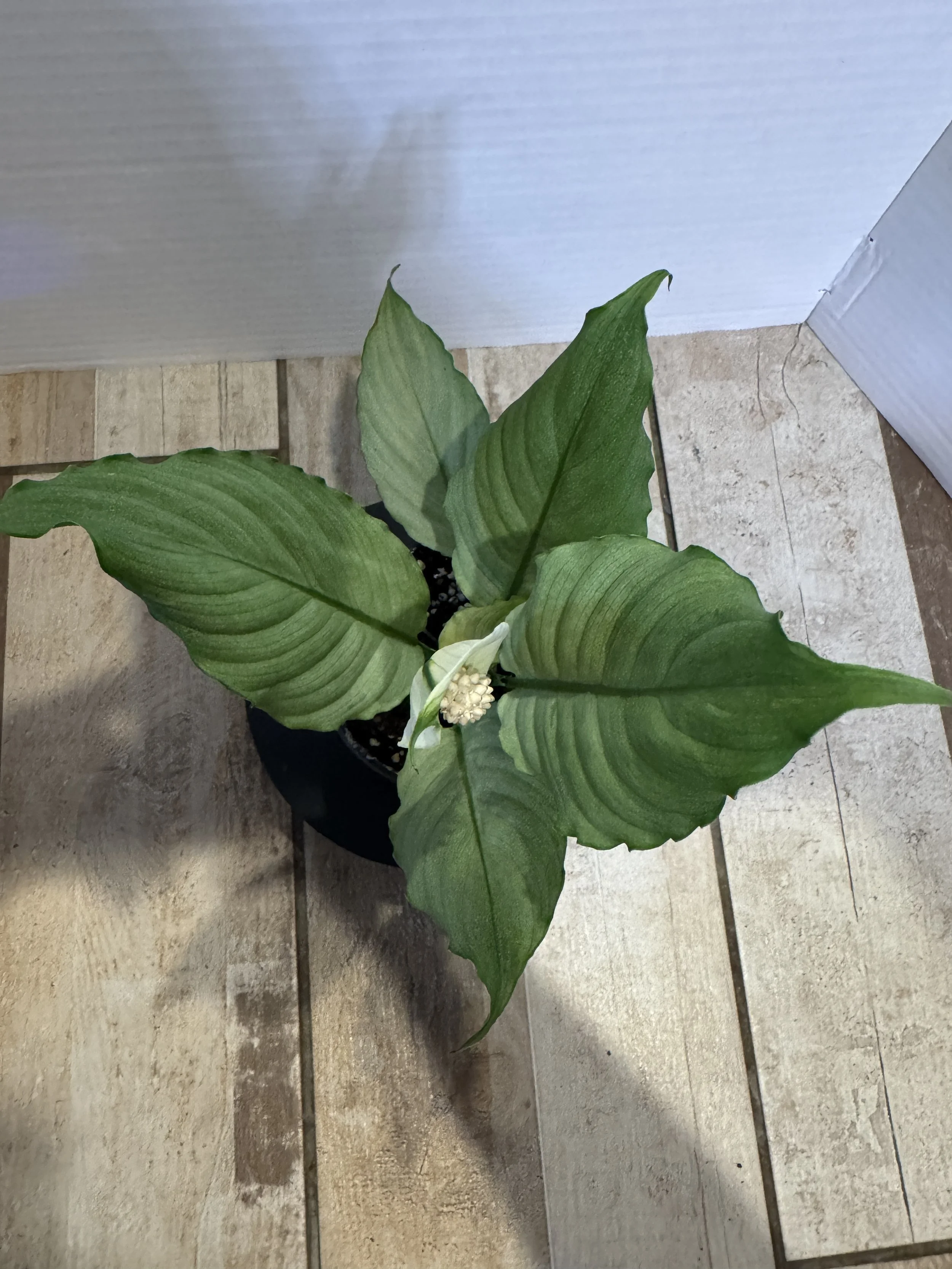 The Spathiphyllum 'Gray Ghost' (Peace Lily)