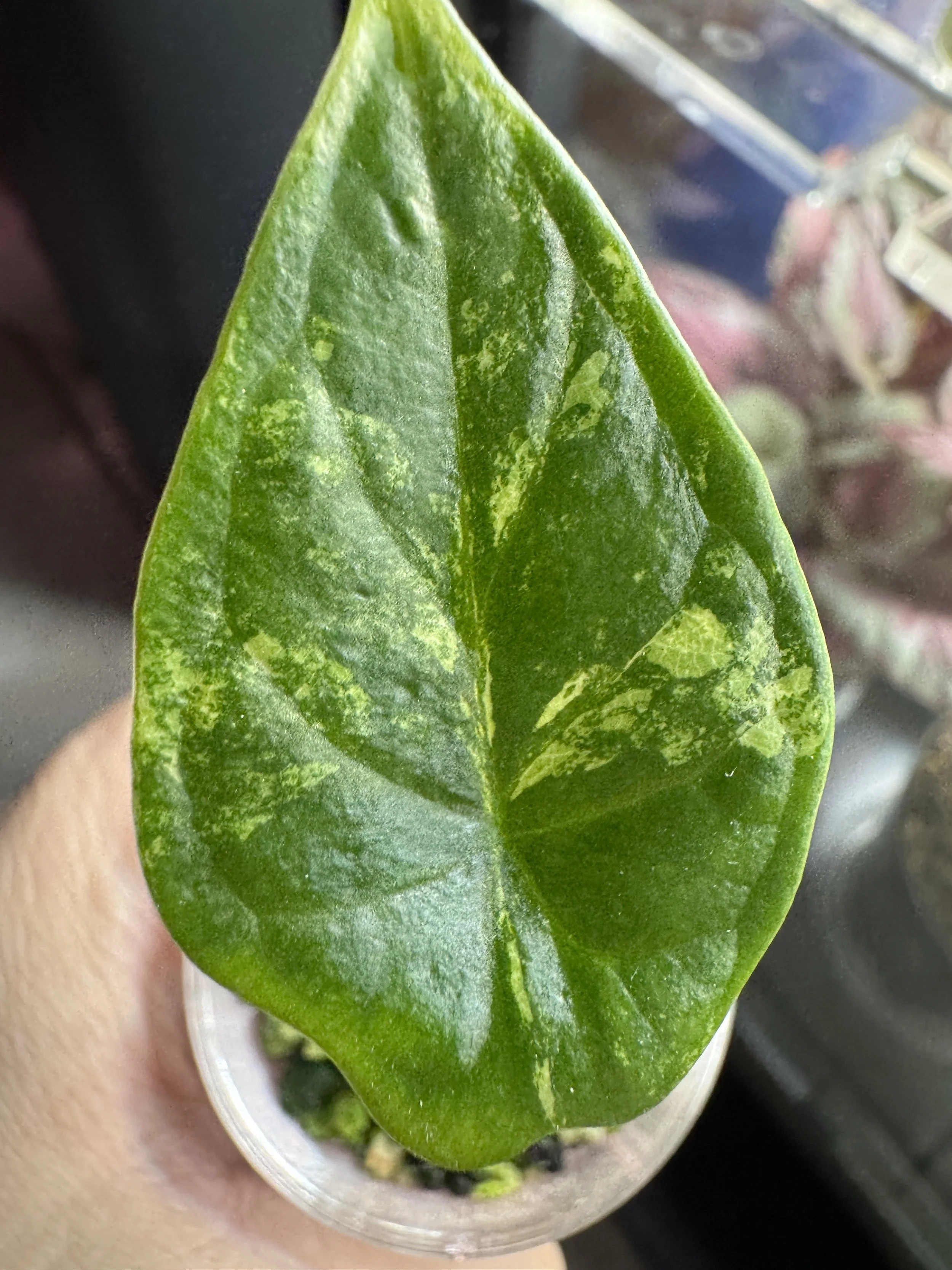 Alocasia Dragon Scale Albo Pup