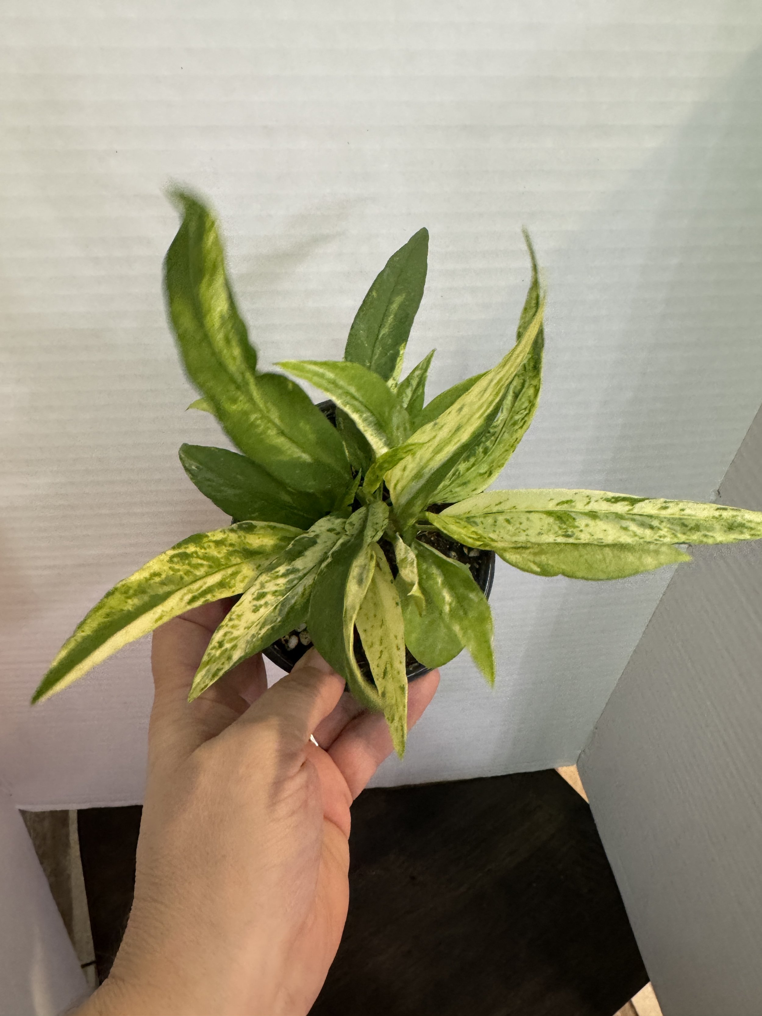 Anthurium Variegated Vittarifolium