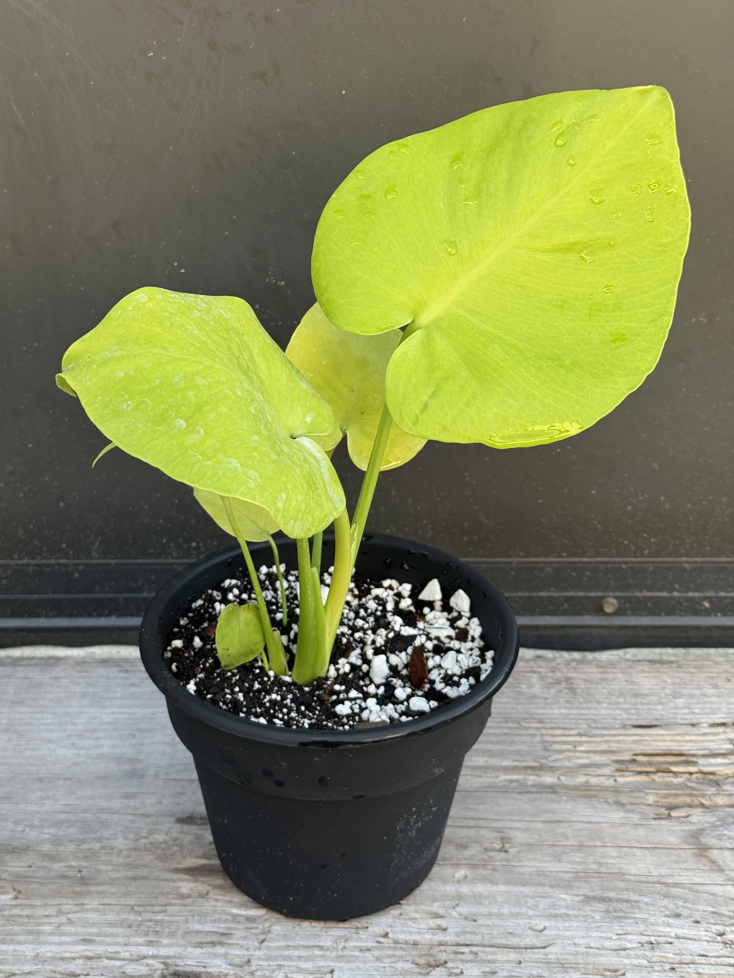 Monstera Lemon Lime