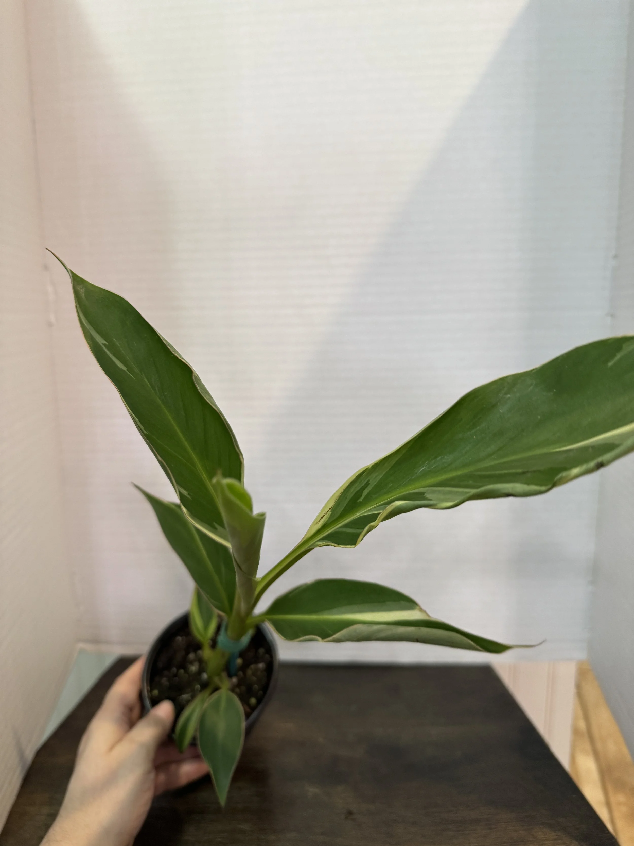 Musa "Nono" Pink Variegated Banana Tree