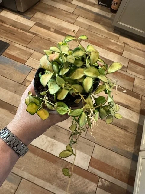 hoya1.JPG