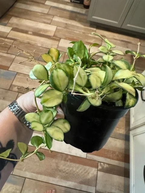 hoya2.JPG