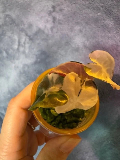 Alocasia Pink Ballon Heart