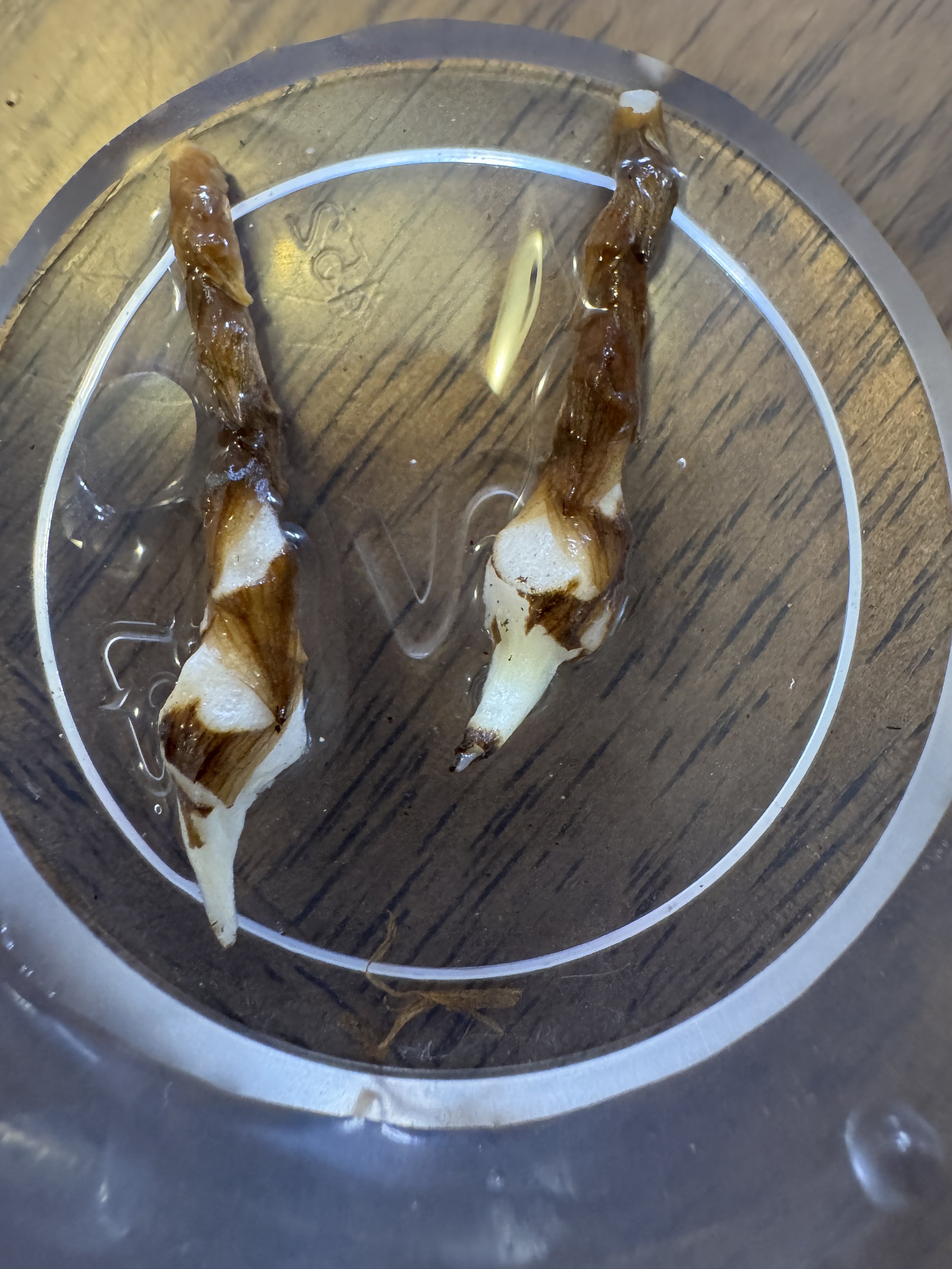 Alocasia Dragon Scale Mint Corms