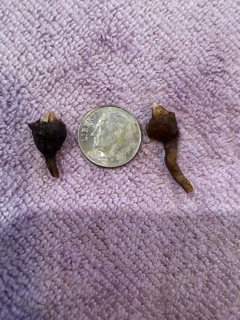 Pseudo Aurea Corms.jpg