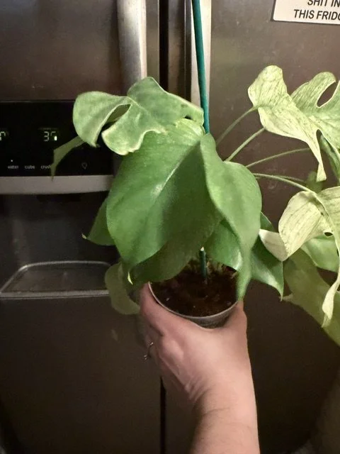 tetra white monster 3.jpg