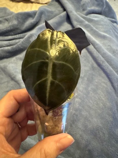 Alocasia Sedenii Hybrid-Pink Stem (Cupera x Lowii) Pup