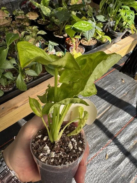 golden allusion1 - Copy.JPG