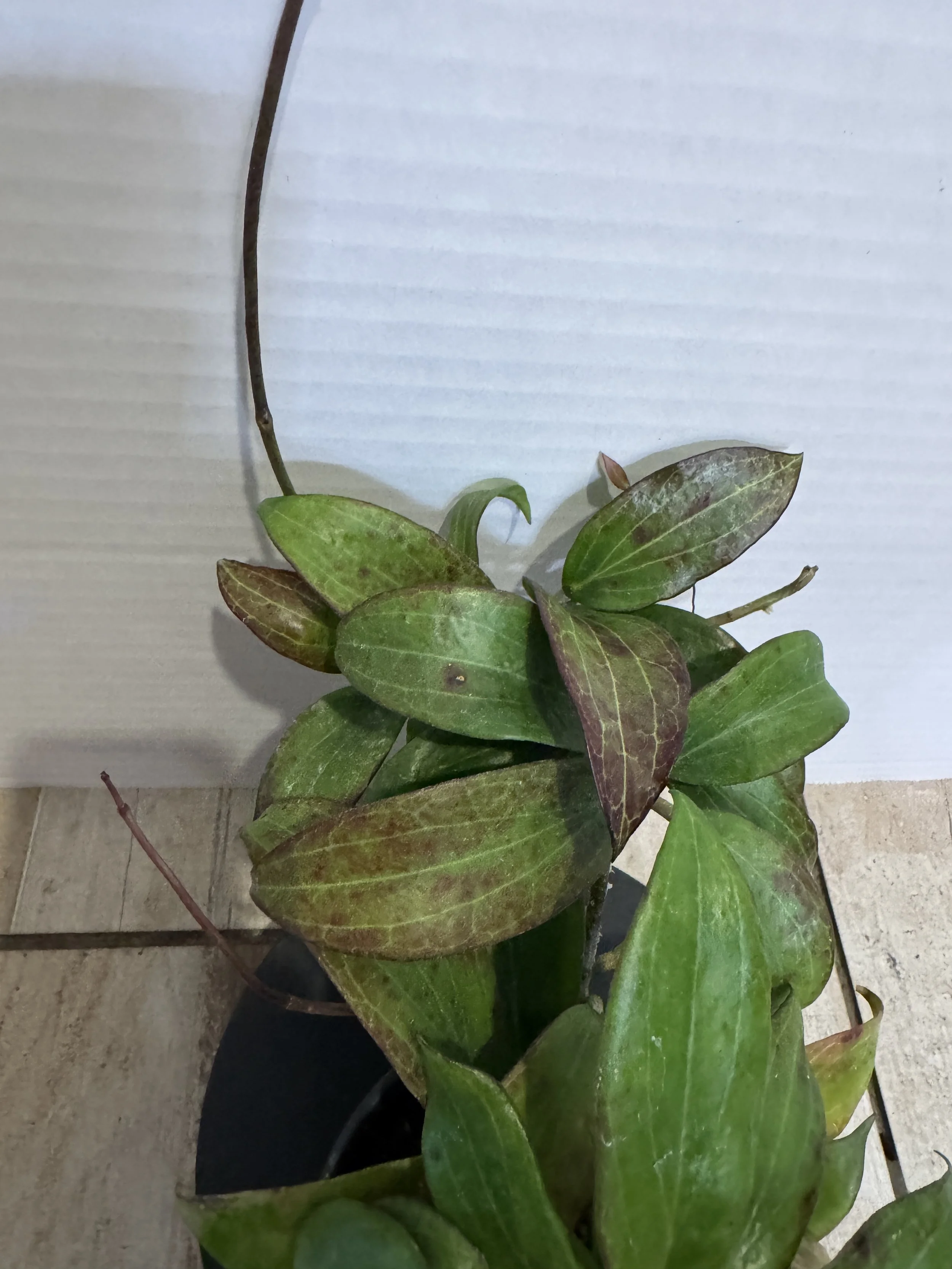 Hoya Merrill Small Leaf