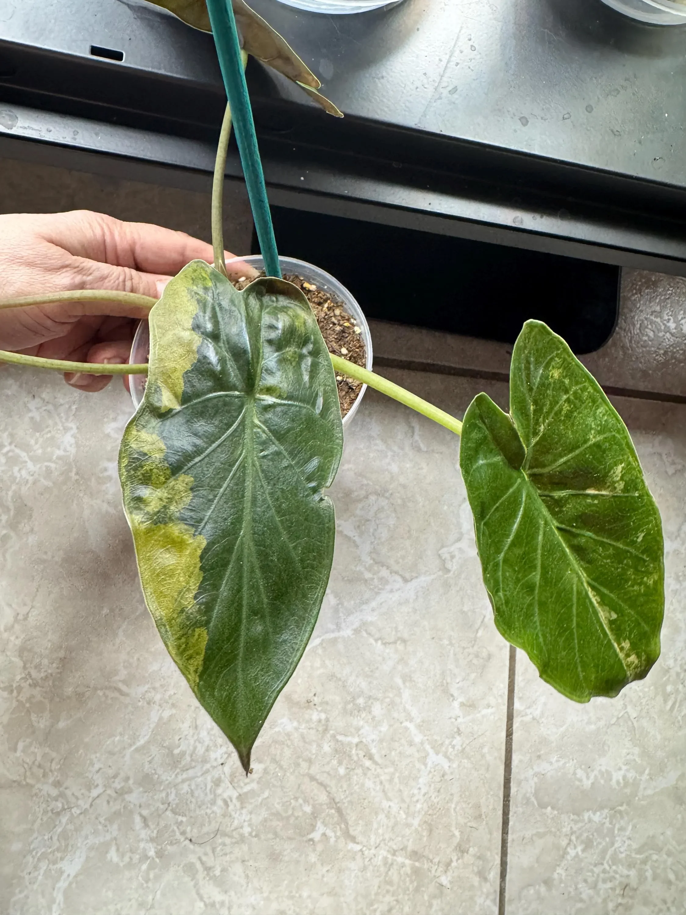 Alocasia Wentii Aurea