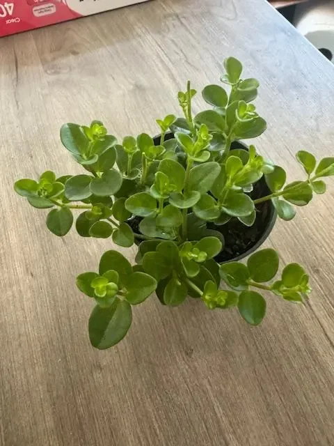 Peperomia Rotundifolia