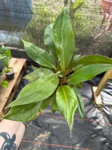 Philodendron Melinonii