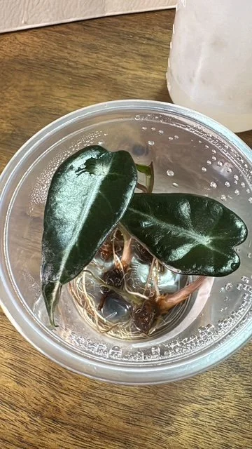 Alocasia Bambino Corms Sprouted/Rooted
