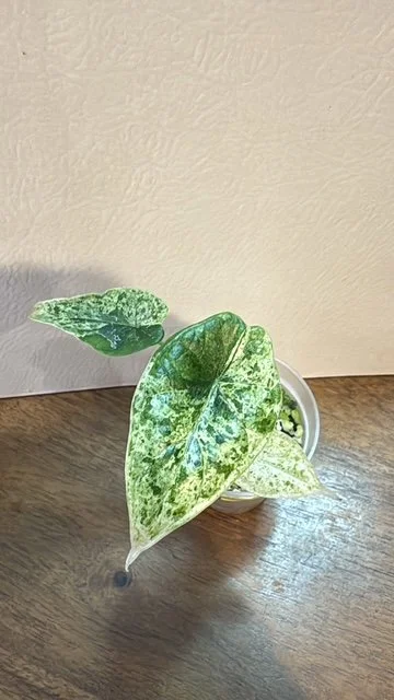 Alocasia Dragon Scale Mint Variegated Pup