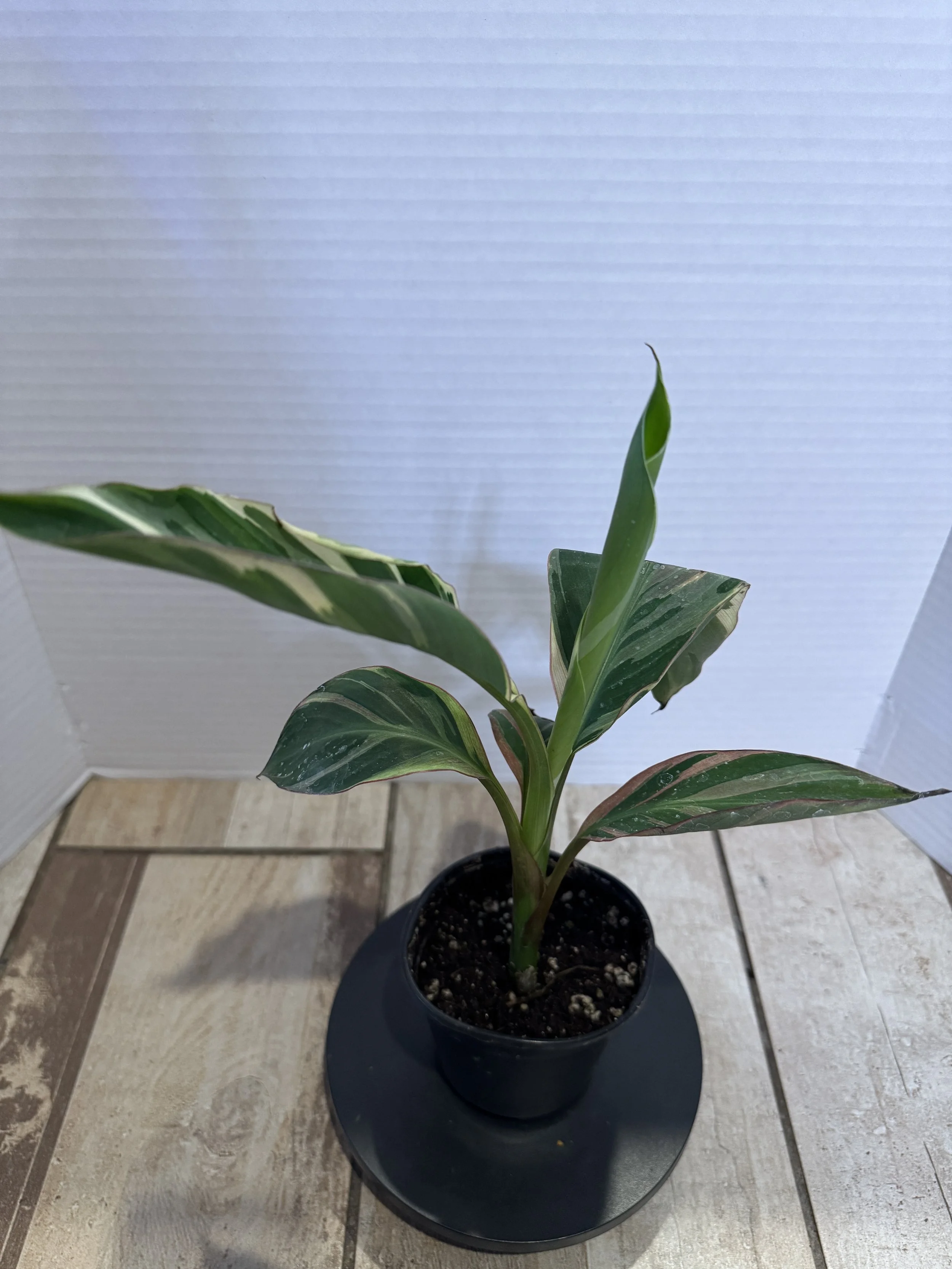 Musa "Nono" Pink Variegated Banana Tree