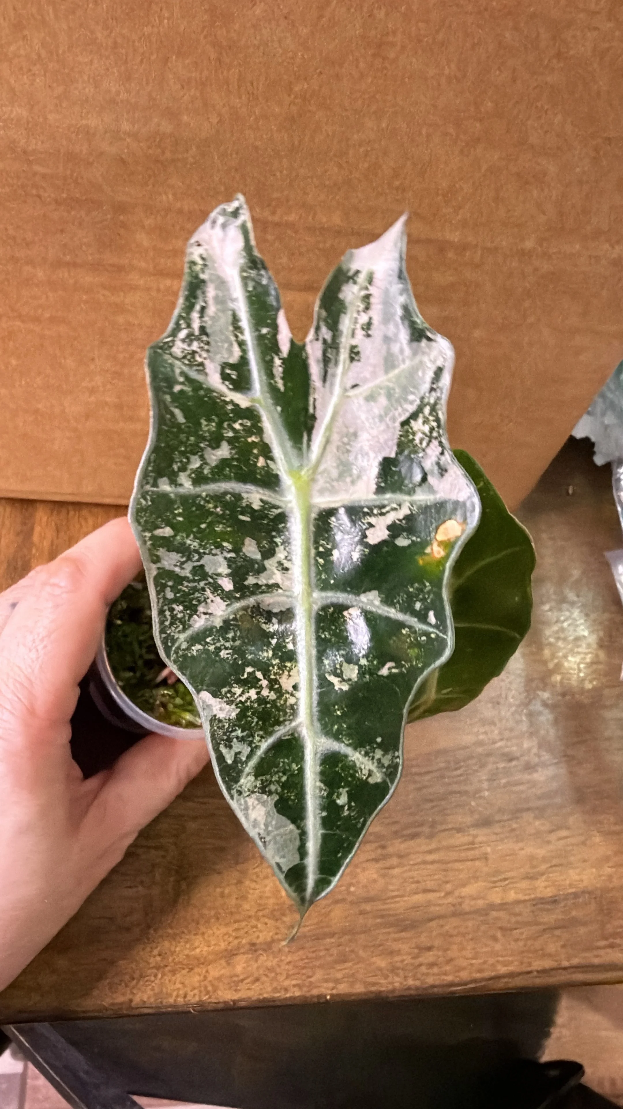 Alocasia Pink Polly Corming