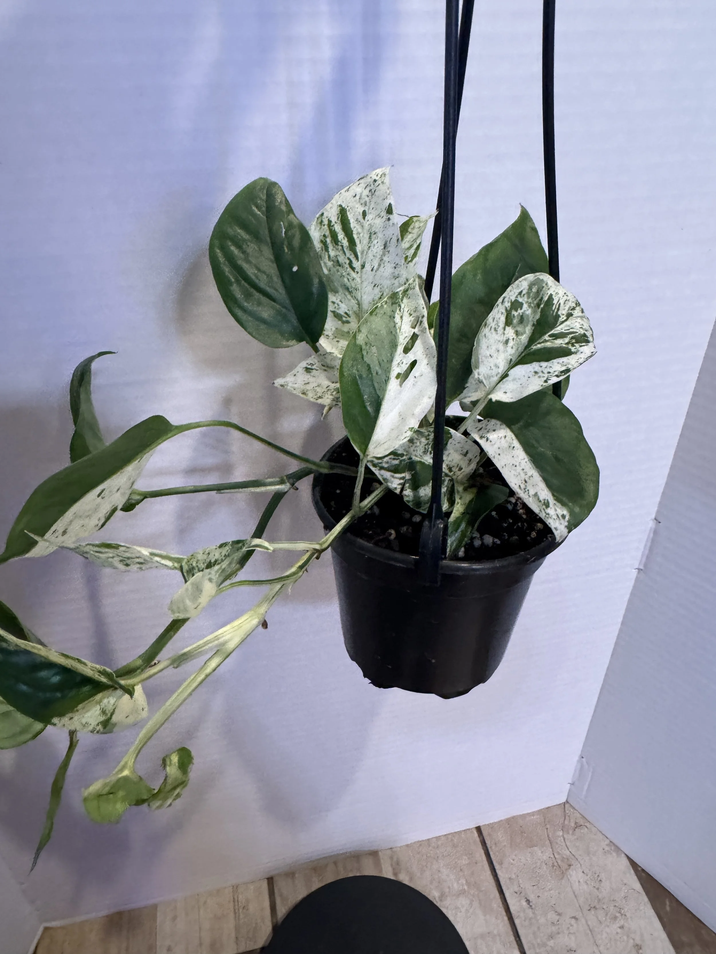 Epipremnum Pinnatum Marble