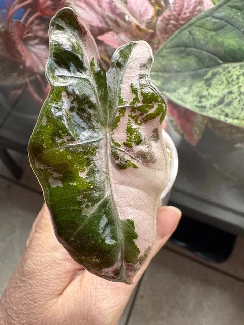 Alocasia Pink Pseudo Sanderiana Pup