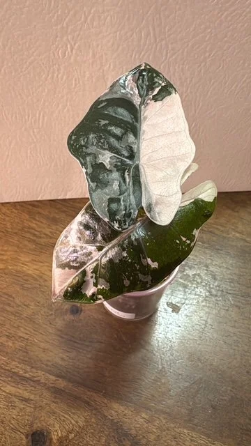 Alocasia Pink Pseudo Sanderiana Pup