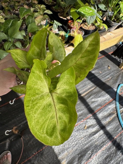 Syngonium Golden Allusion