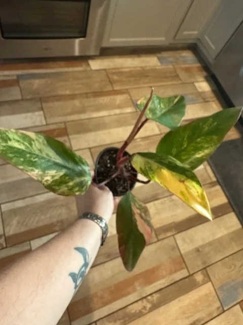 Strawberry2.JPG