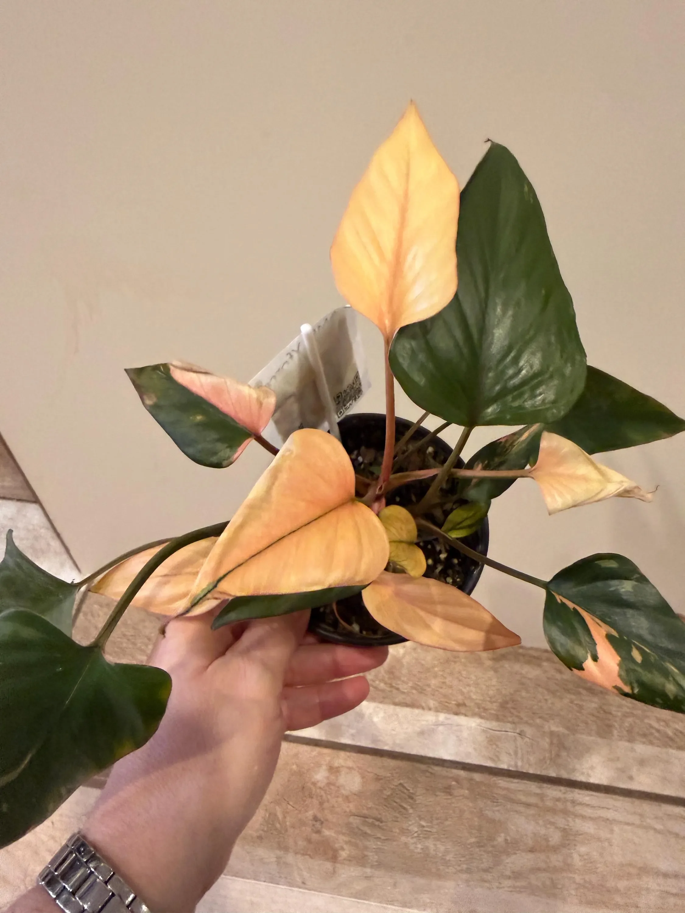 Homalomena Pink Diamond