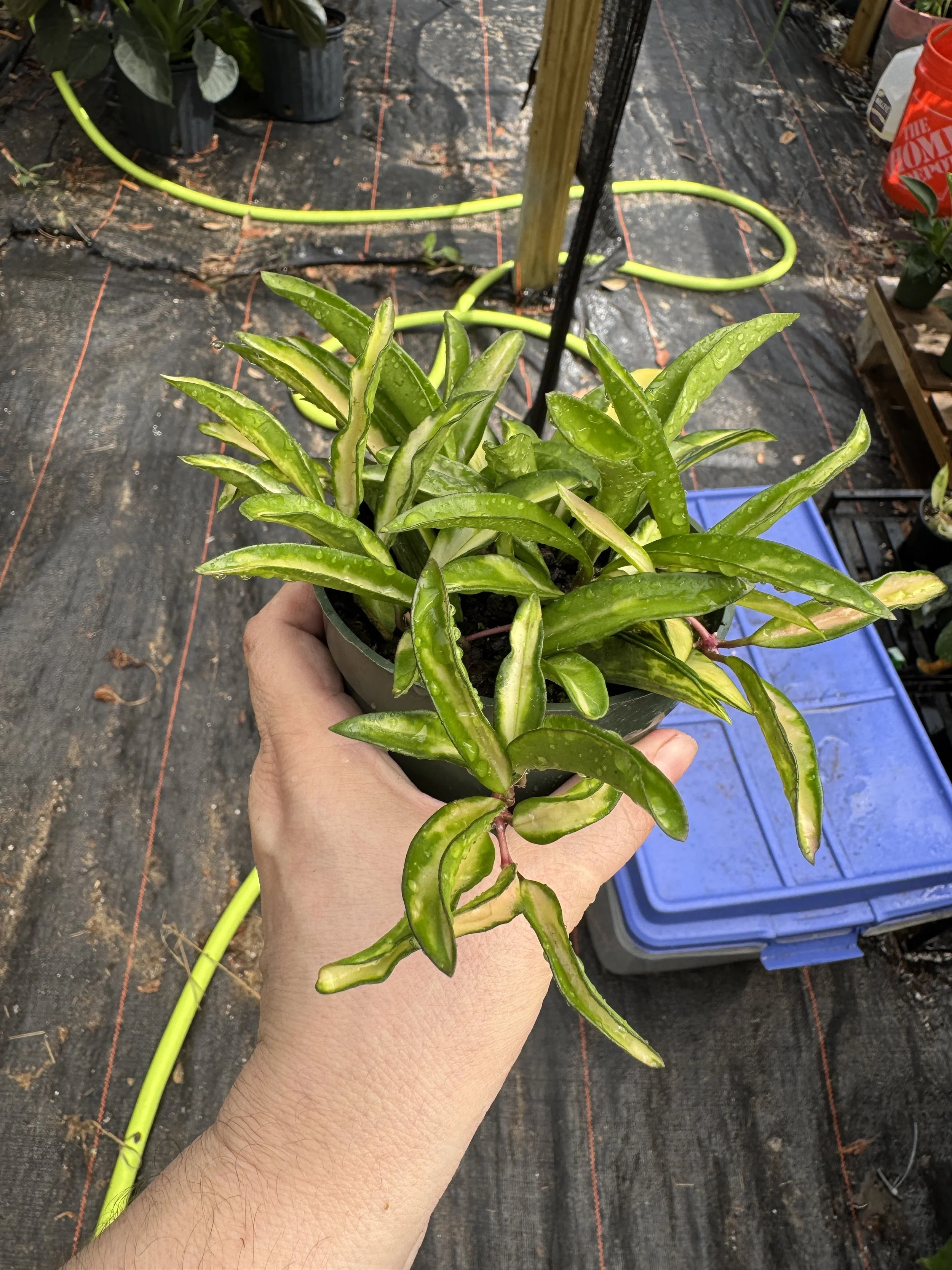 Hoya Wayetii Tricolor