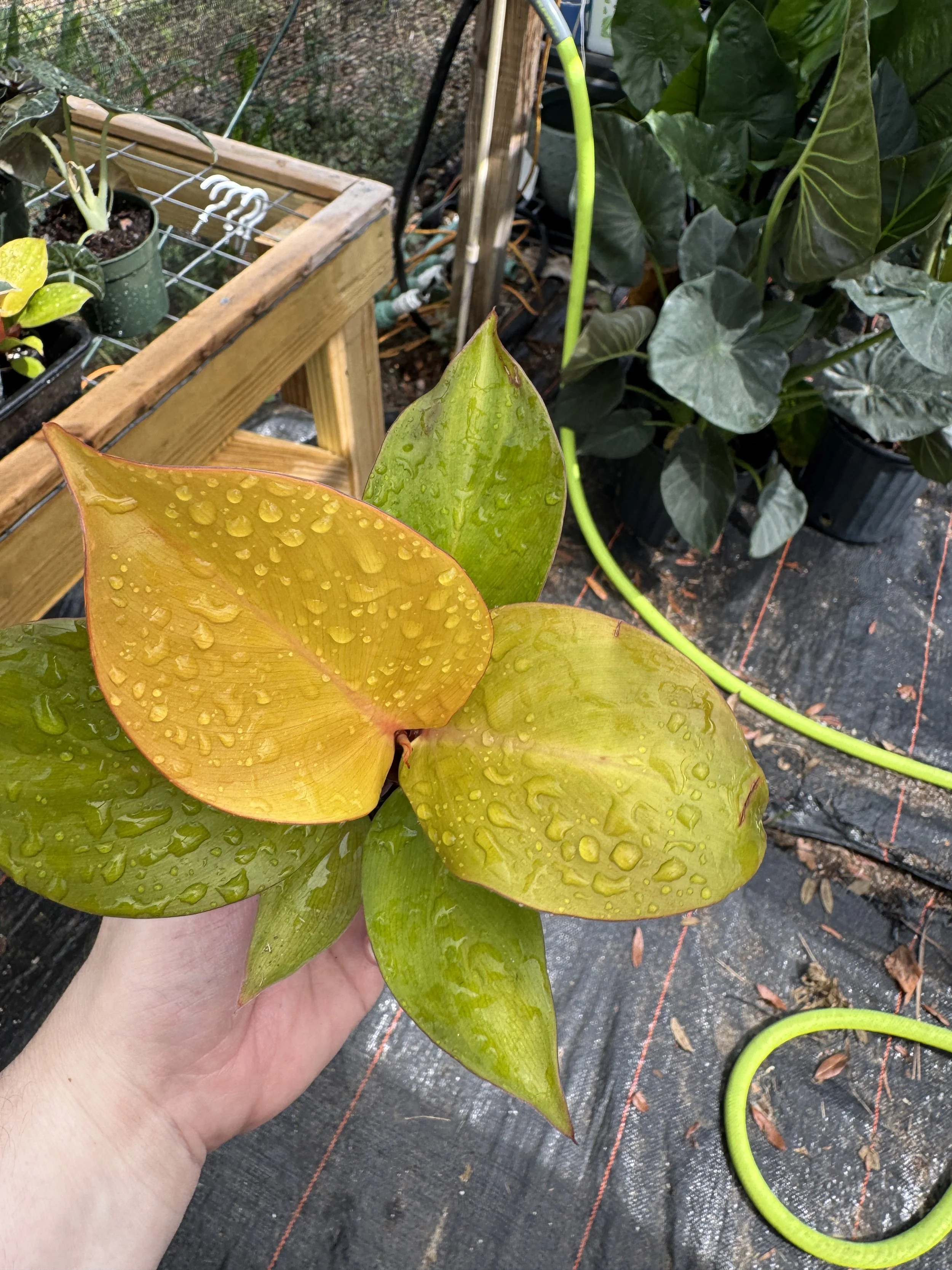 Philodendron "Cherry Red"