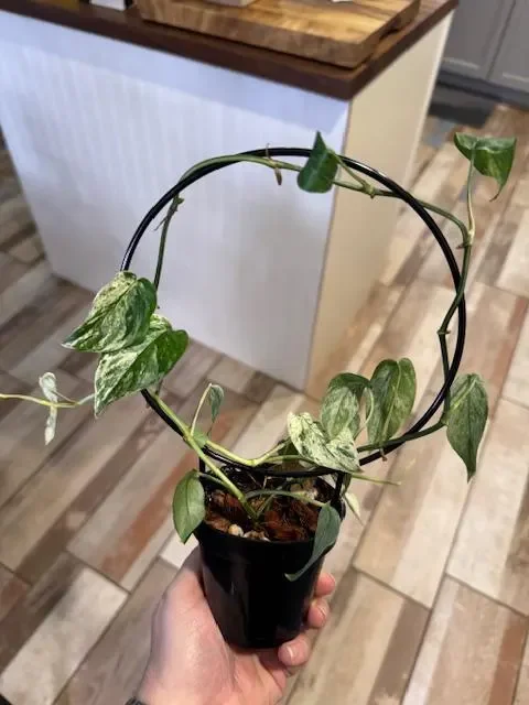 Epipremnum Pinnatum Bali