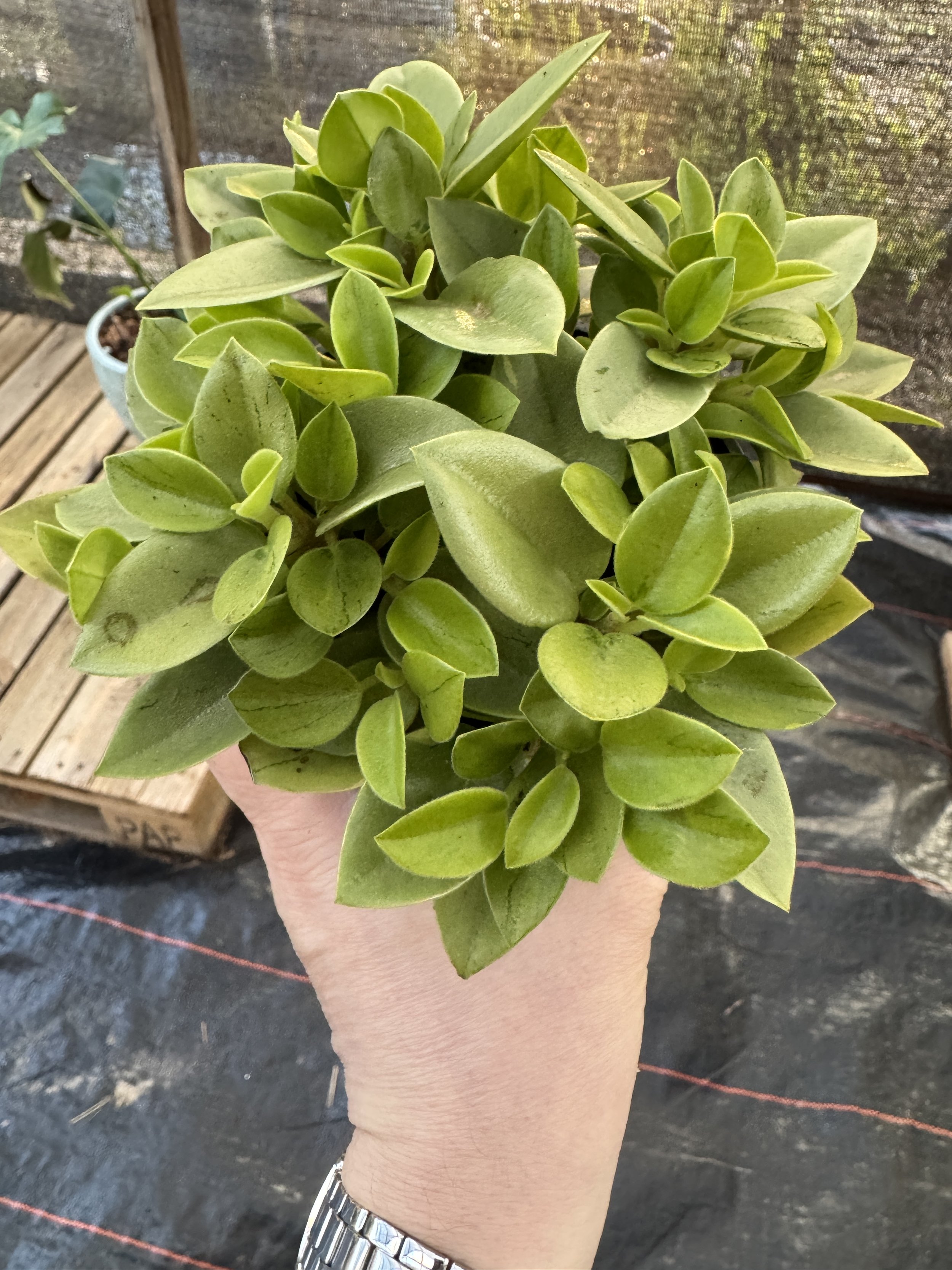 Peperomia Pixie Lime