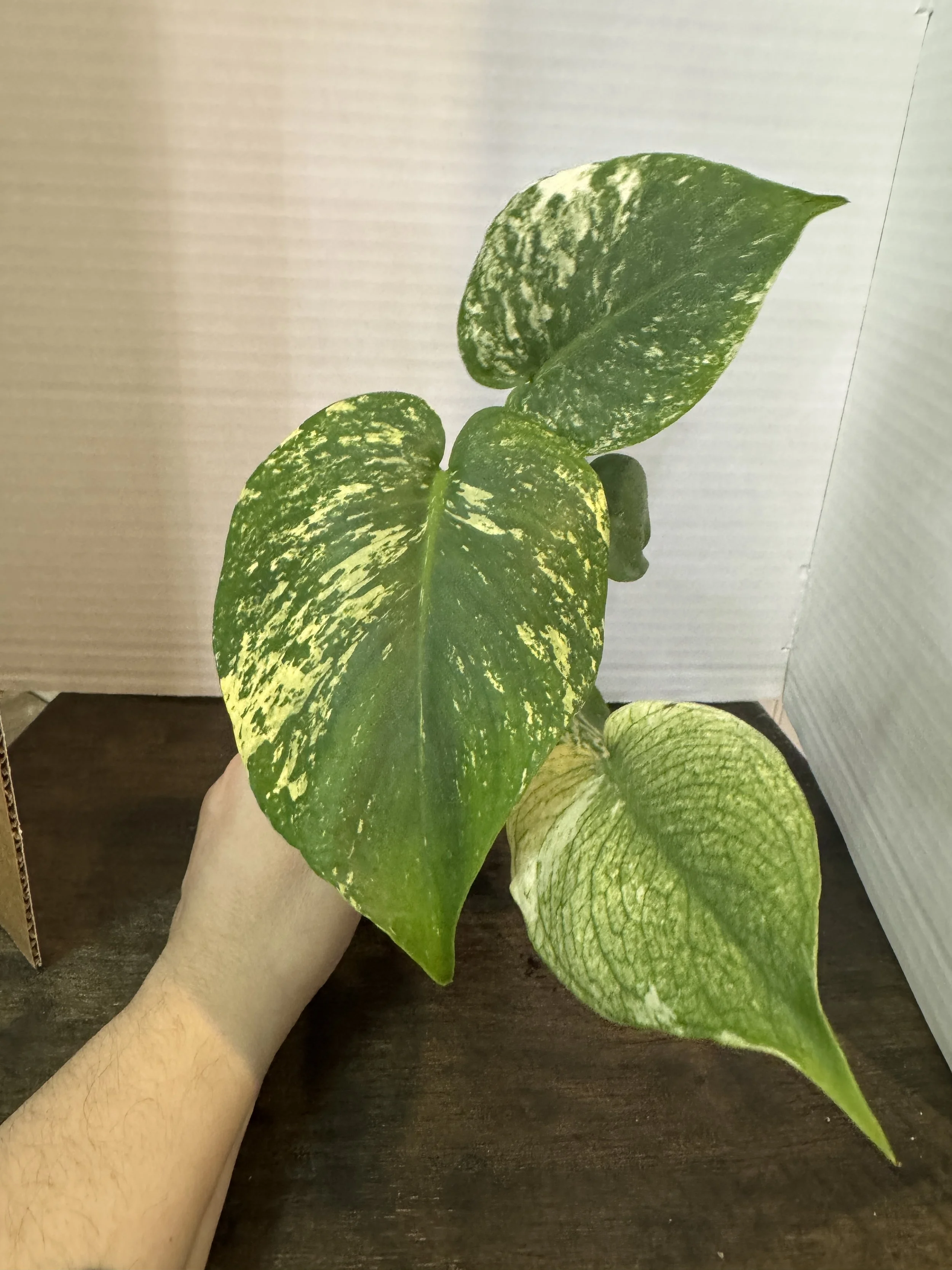 Monstera Mint