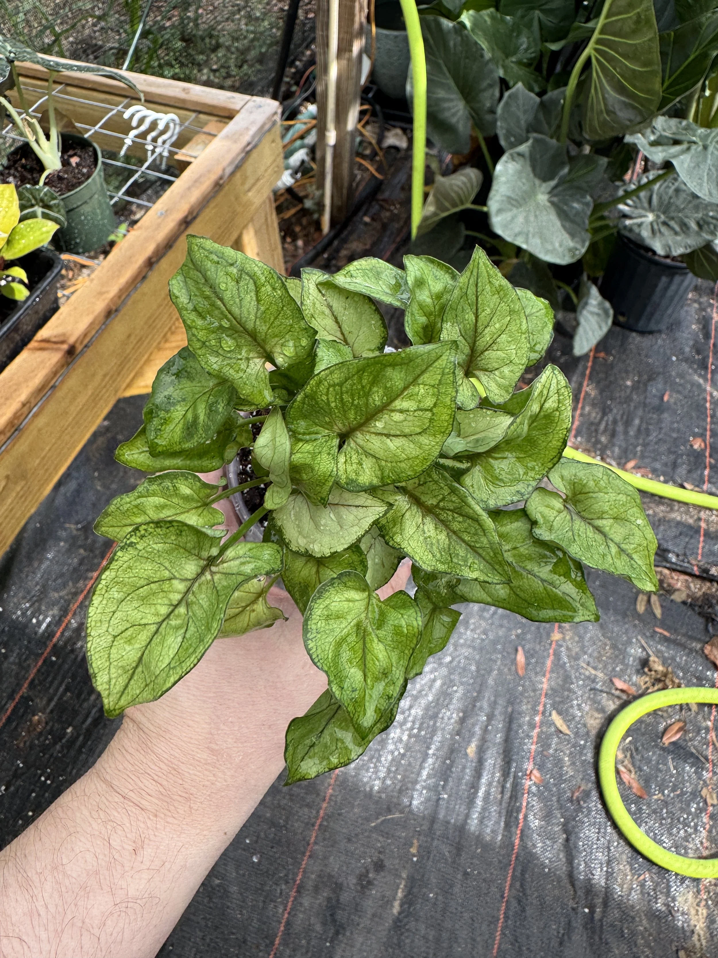 Syngonium Red Yami
