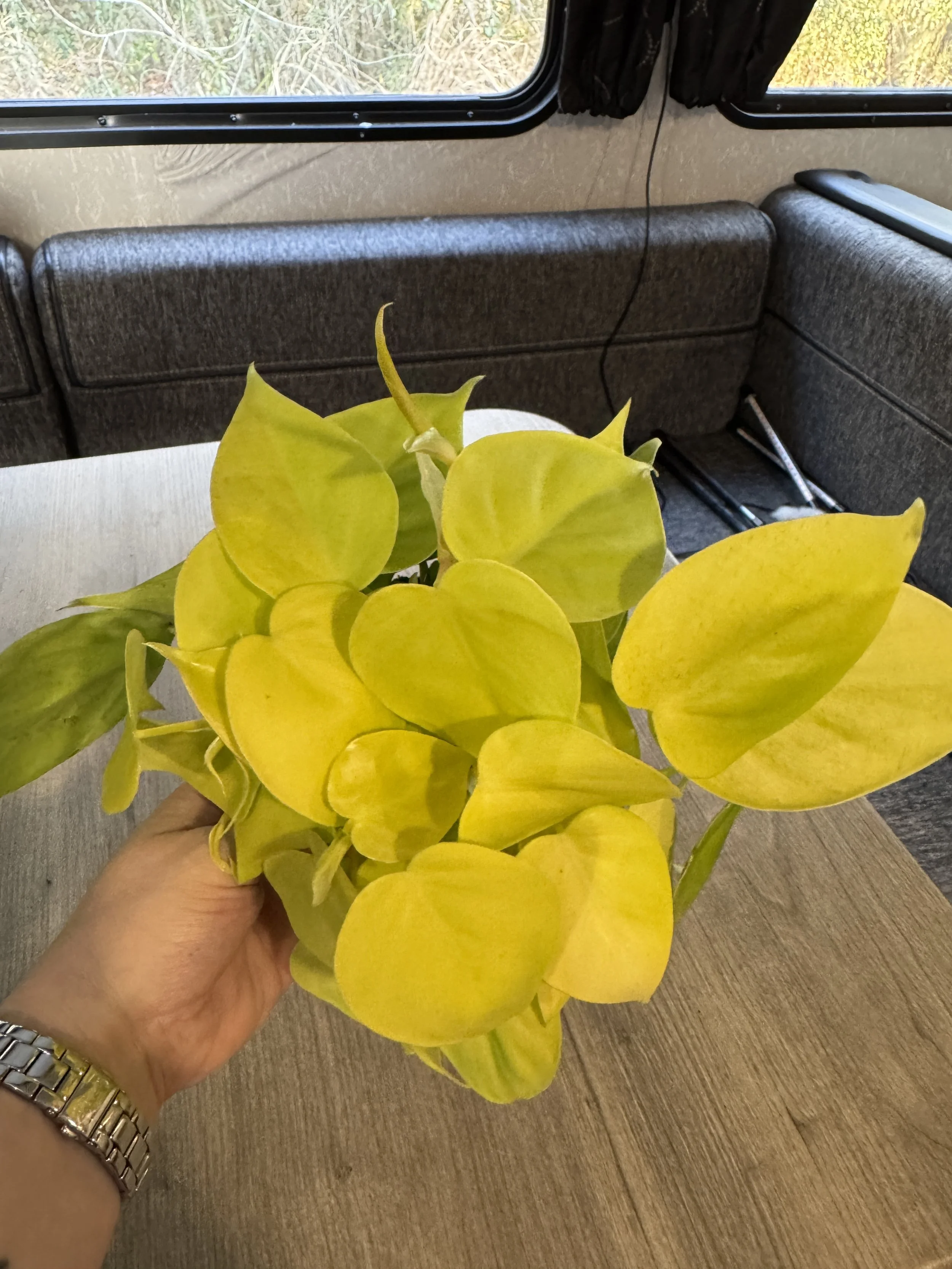 Philodendron Cordatum "Lemon Lime"
