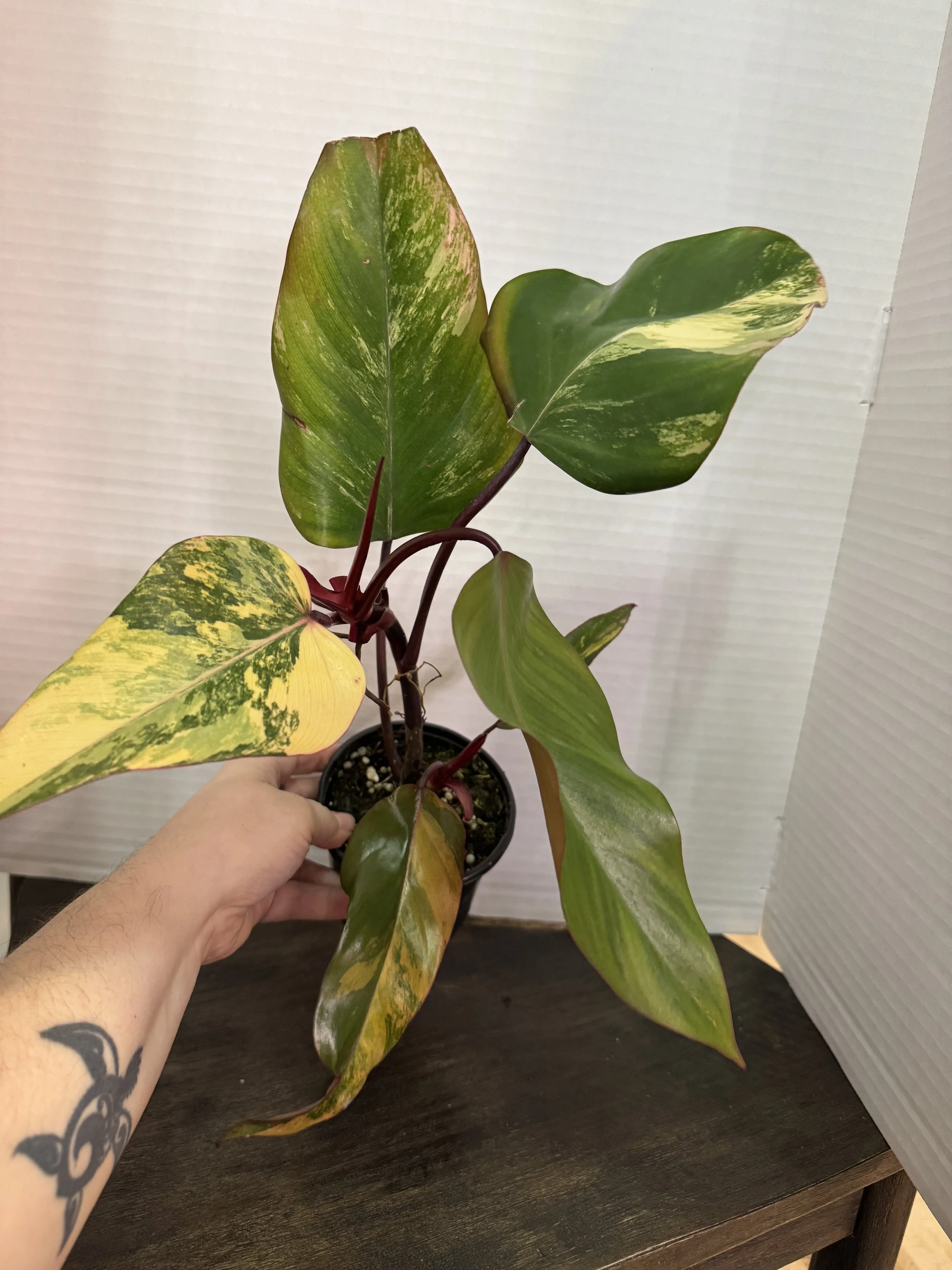 Philodendron Strawberry Shake