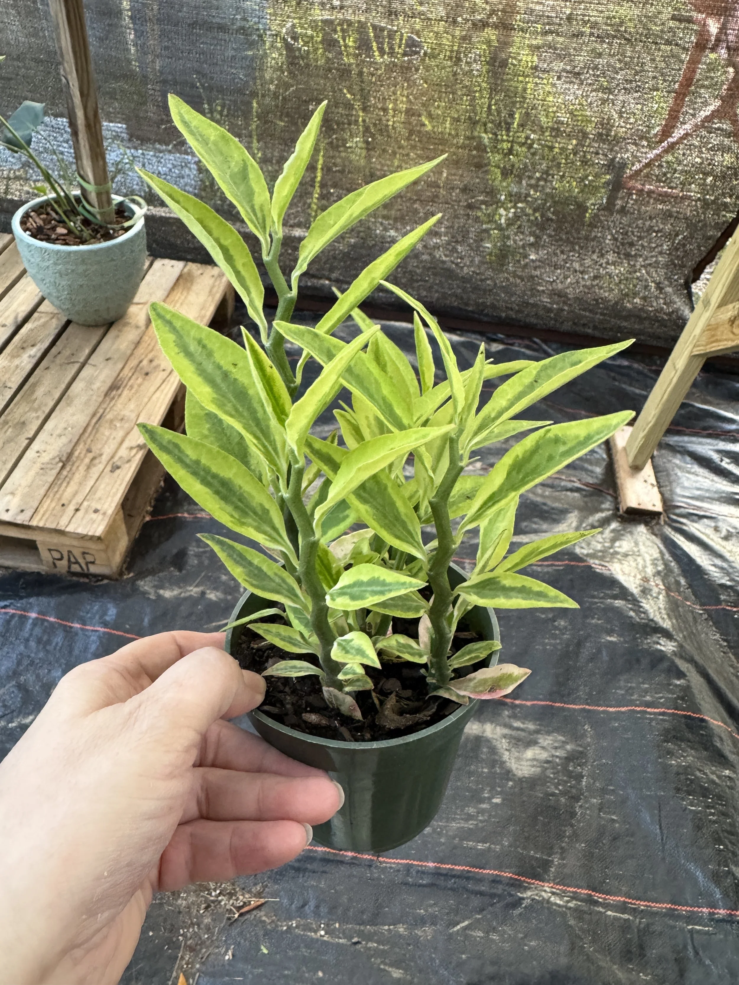 Pedilanthus Tithymaloides  Variegated (Devil's Backbone)