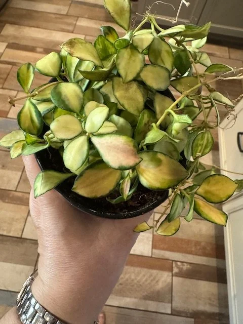 hoya3.JPG