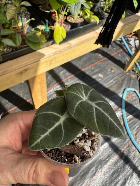 Alocasia Black Velvet