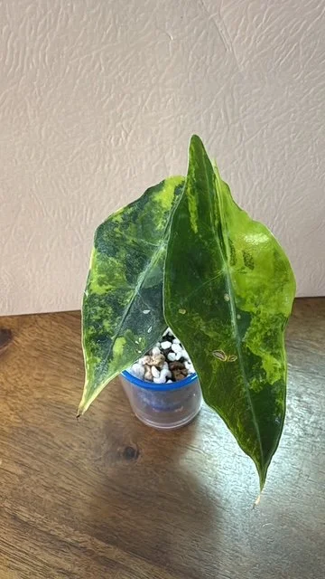 40EB957D-46D2-4191-8202-B671C8FB9833 (1).JPG