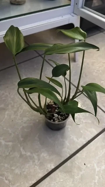 Monstera Burle Marx Flame