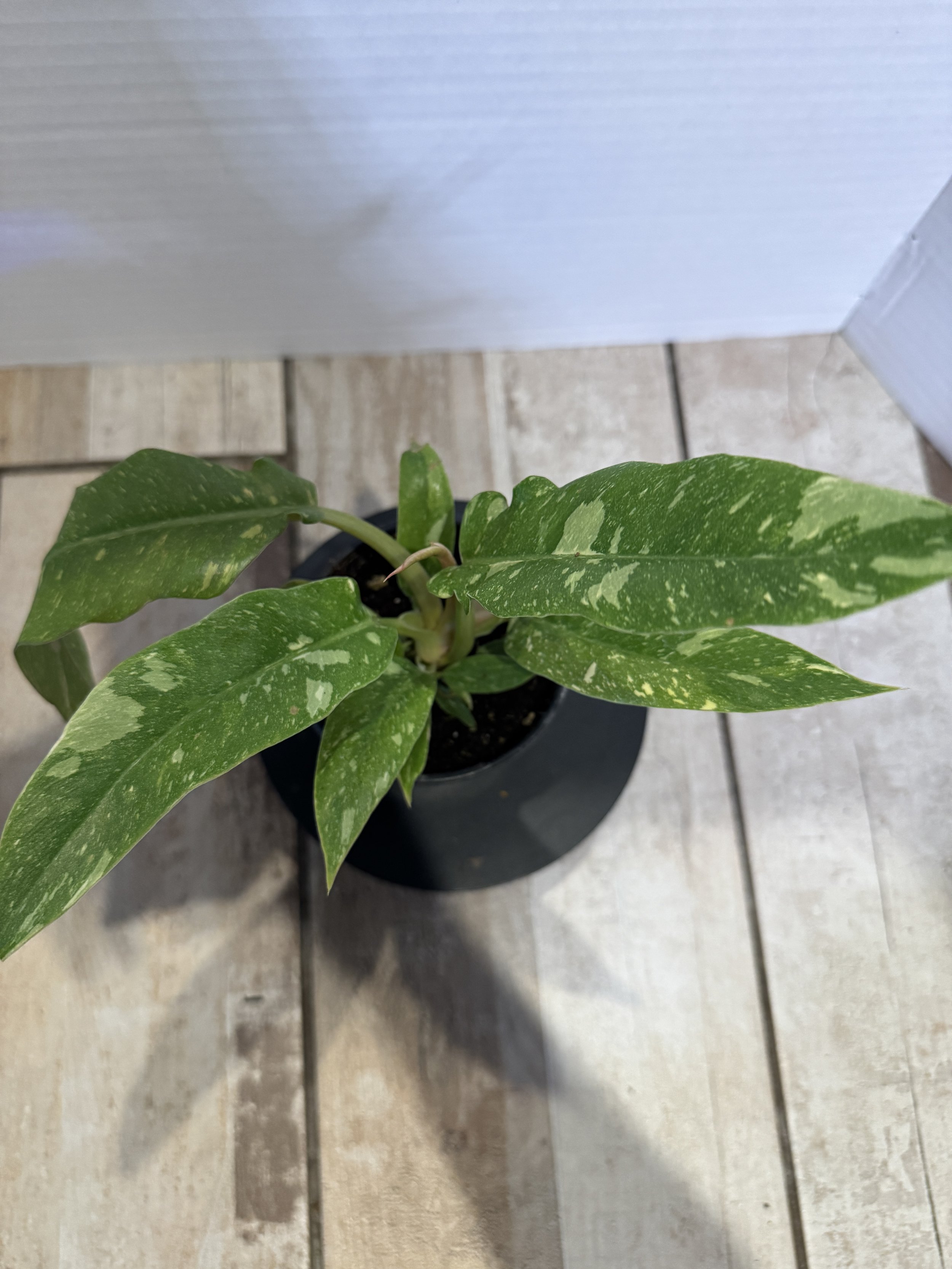 Philodendron Ring of Fire