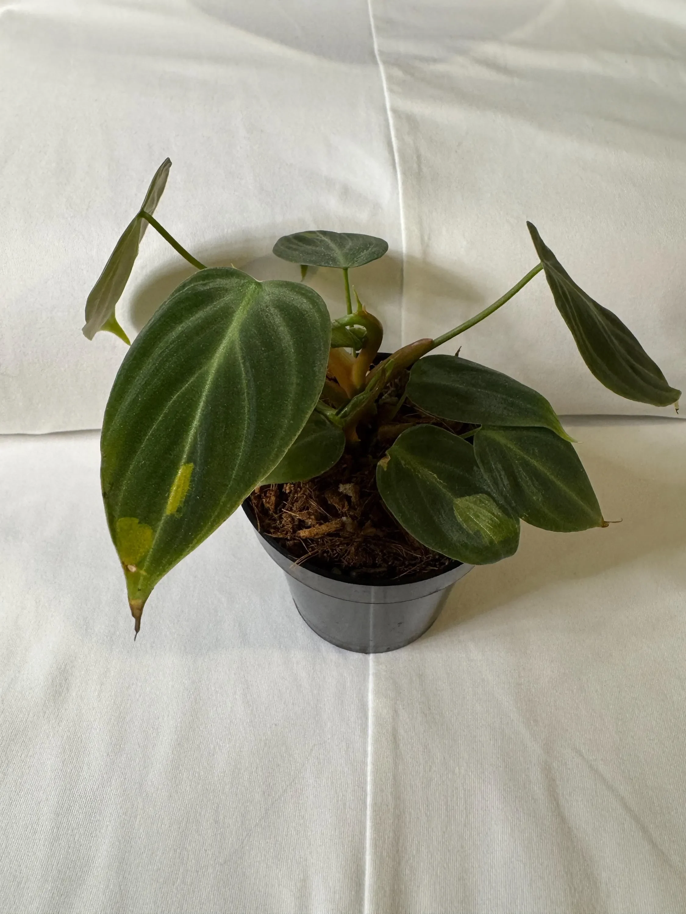Philodendron El Choco Red